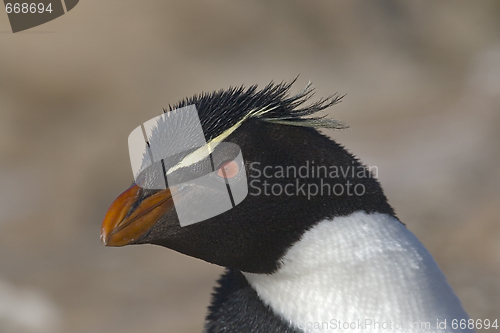 Image of Rockhopper penguin (Eudyptes chrysocome)