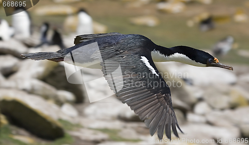 Image of King cormorant (Phalacrocorax atriceps)
