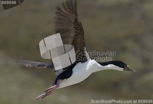 Image of King cormorant (Phalacrocorax atriceps)