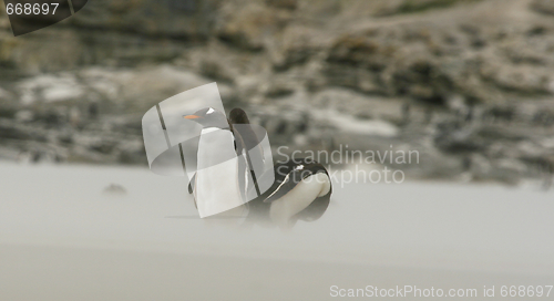 Image of Gentoo penguins (Pygoscelis papua)