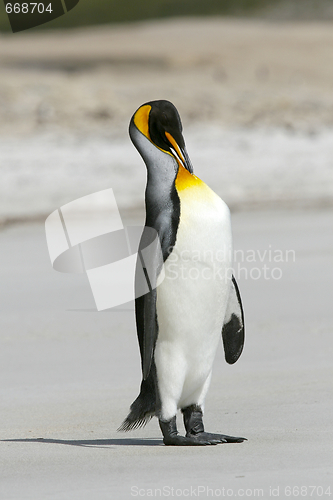 Image of King penguin (Aptenodytes patagonicus)