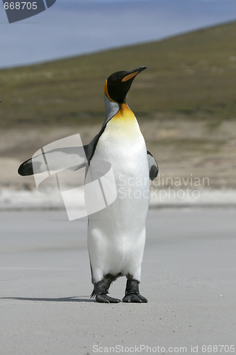 Image of King penguin (Aptenodytes patagonicus)