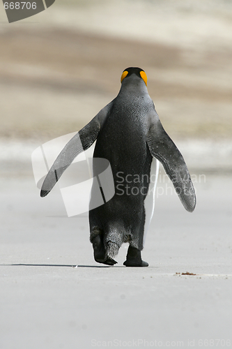 Image of King penguin (Aptenodytes patagonicus)