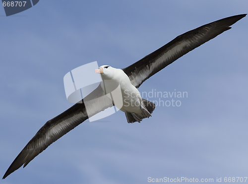 Image of Black-browed albatross (Diomedea melanophris)
