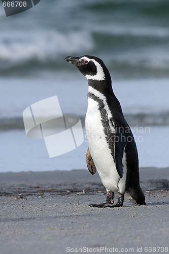 Image of Magellanic penguin (Spheniscus magellanicus)