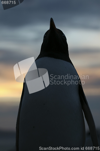 Image of Gentoo penguin (Pygoscelis papua)