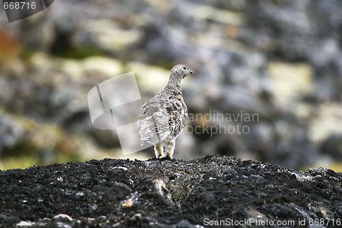 Image of Ptarmigan (Lagopus mutus)