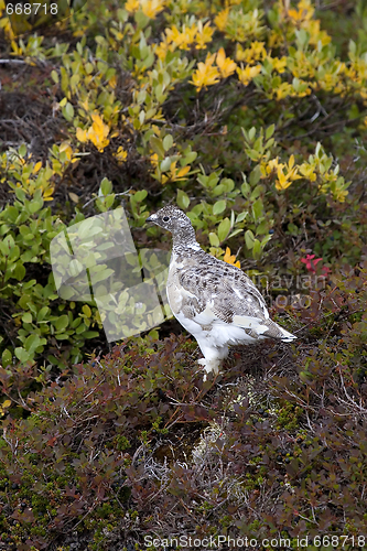 Image of Ptarmigan (Lagopus mutus)