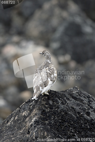 Image of Ptarmigan (Lagopus mutus)