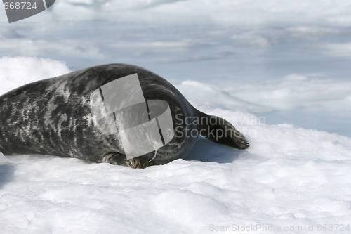 Image of Grey seal