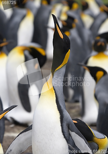 Image of King penguin (Aptenodytes patagonicus)