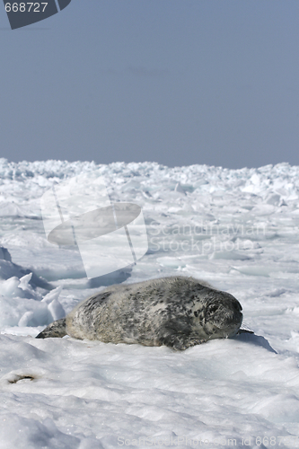 Image of Grey seal