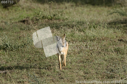 Image of Black-backed jackal (Canis mesomelas)