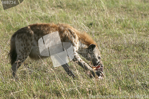 Image of Spotted hyena (Crocuta crocuta)