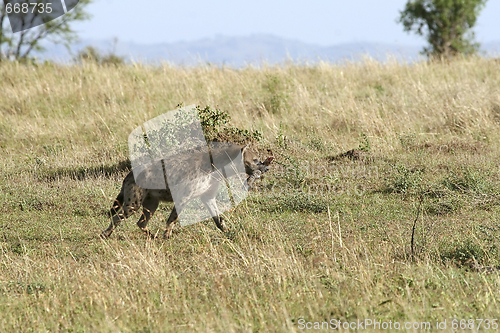 Image of Spotted hyena (Crocuta crocuta)