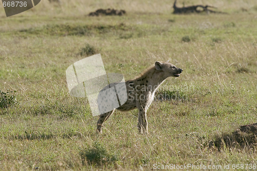 Image of Spotted hyena (Crocuta crocuta)