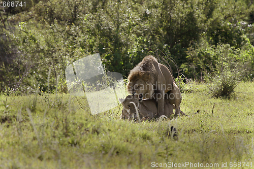 Image of Lions (Pathera leo)