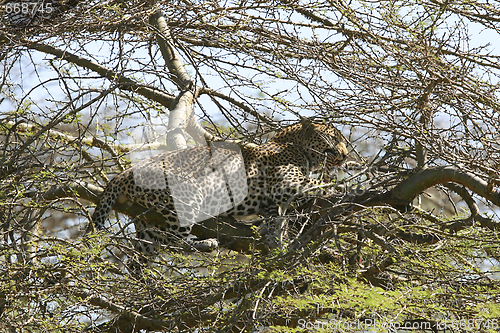 Image of Leopard (Panthera pardus)