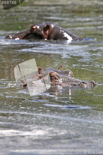 Image of Hippos (Hippopotamus amphibius)