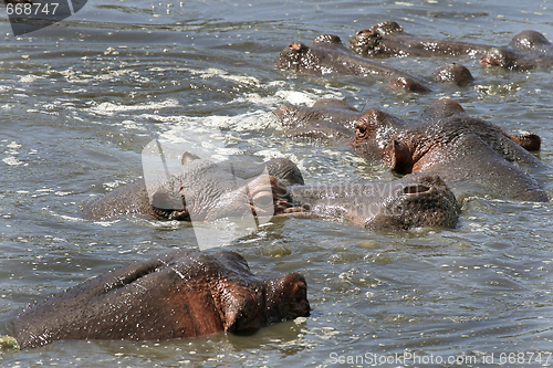 Image of Hippos (Hippopotamus amphibius)