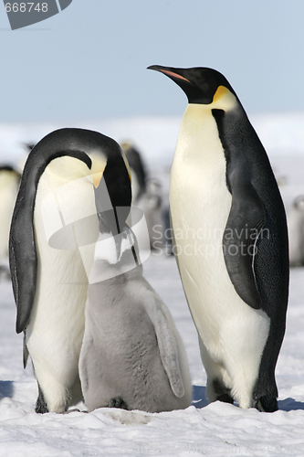 Image of Emperor penguins (Aptenodytes forsteri)