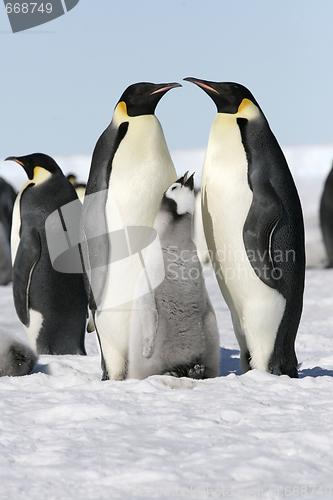 Image of Emperor penguins (Aptenodytes forsteri)