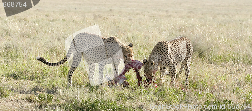 Image of Cheetah (Acinonyx jubatus)