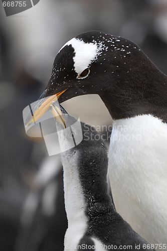 Image of Gentoo penguins (Pygoscelis papua)