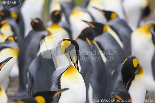 Image of King penguins (Aptenodytes patagonicus)