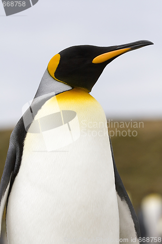 Image of King penguin (Aptenodytes patagonicus)