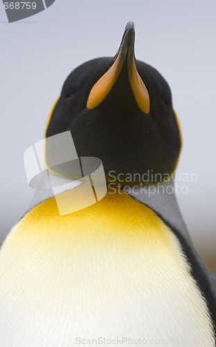 Image of King penguin (Aptenodytes patagonicus)