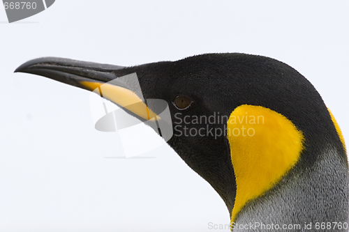 Image of King penguin (Aptenodytes patagonicus)