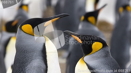 Image of King penguins (Aptenodytes patagonicus)