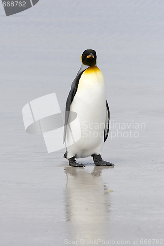 Image of King penguin (Aptenodytes patagonicus)