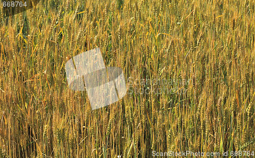 Image of Cereals field