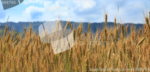 Image of Cereals field