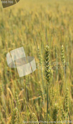 Image of Cereal field