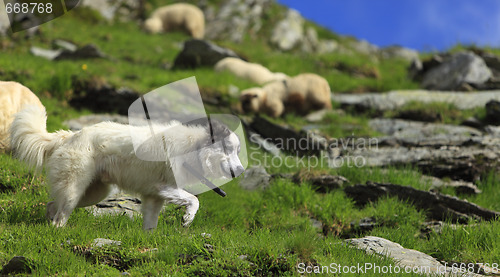 Image of Shepherd dog