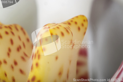 Image of orchid