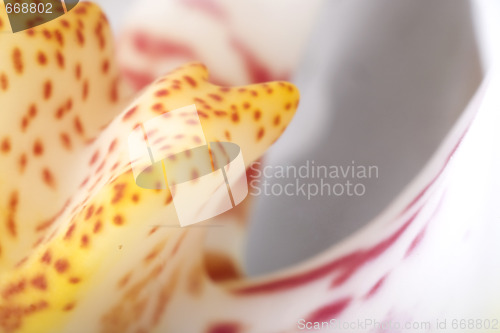 Image of orchid