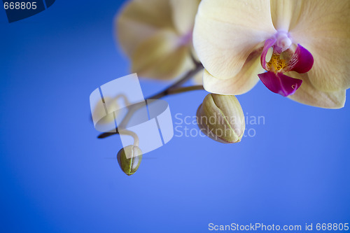 Image of orchid