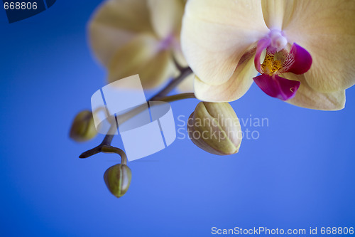 Image of orchid