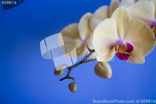 Image of orchid