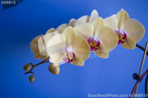 Image of orchid