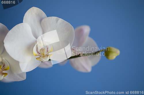 Image of orchid