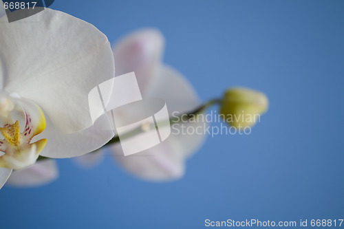 Image of orchid