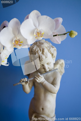 Image of orchid