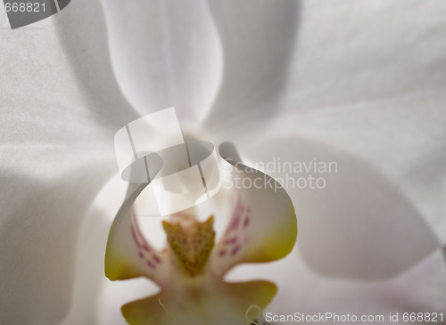 Image of orchid