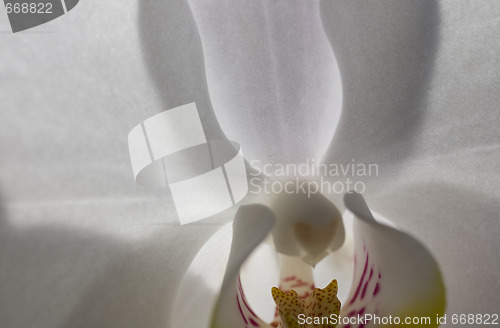 Image of orchid