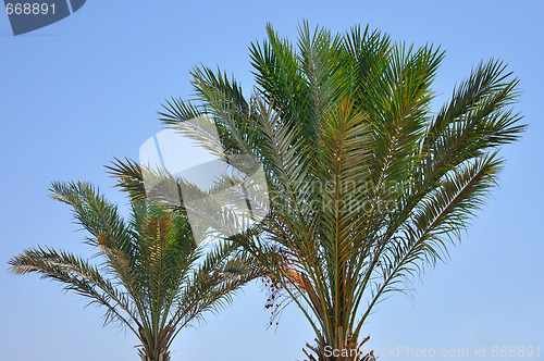 Image of date palms on blye sky